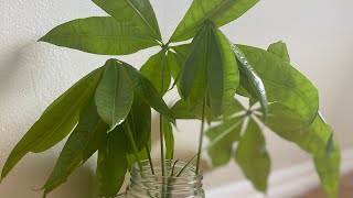 Propagating a Money Tree READ DESCRIPTION [upl. by Mcgraw]