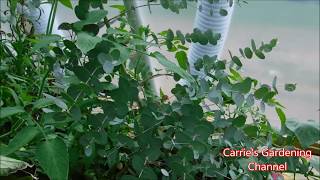 Growing Eucalyptus Trees Growing Eucalyptus Trees In A Greenhouse [upl. by Llevart684]