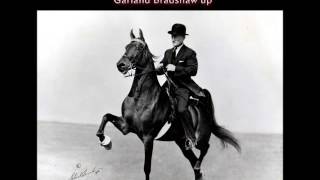 American Saddlebreds Five Gaited Worlds Grand Champions [upl. by Sharyl]