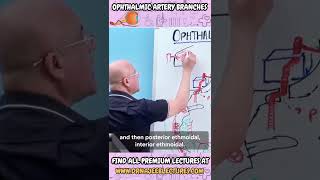 Ophthalmic Artery Branches drnajeeb shortvideo drnajeeblectures youtubeshorts [upl. by Araldo]