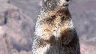 Grand Canyon Rock Squirrel [upl. by Dierdre]