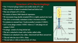 T4 Bacteriophage [upl. by Mauchi694]