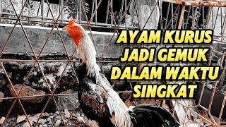 Cara Cepat Membuat Ayam Kurus Jadi Gemuk dan Sehat dalam Waktu Singkat [upl. by Elohcan]