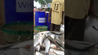 Narayanganj wholesale market of Fish fish fishing মাছ rerlsviral bazar reels fishinglife [upl. by Staten]