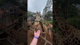 Feeding Giraffes in Kenya [upl. by Lynna]