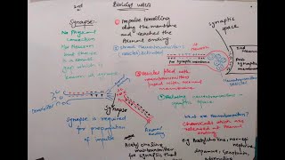 synapse class 12  synapse nervous system  synapse nervous system in hindi [upl. by Charlean222]