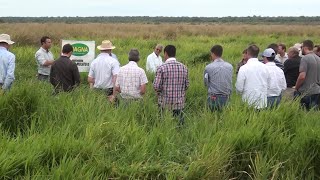 Pasturas tropicales y subtropicales brachiarias panicum consociación de gramíneas Semillas Magna [upl. by Ahseiyt727]