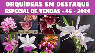 ORQUÍDEAS em DESTAQUE  Especial de Vendas 45  2024  PURPURATA RUSSELIANA SUAVÍSSIMA  Show [upl. by Lantha]