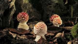 Fly agaric growing and dying time lapse [upl. by Laris]