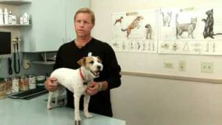 Syringomyelia A canine neurological disorder [upl. by Genia31]