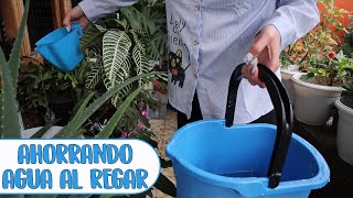 Riego las plantas con el agua de la lavadora│Candy Bu [upl. by Darryn74]