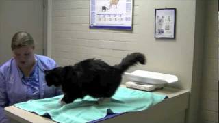 Teaching a Cat to Accept Injections [upl. by Bartle]