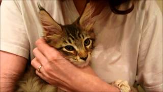 Sleepy and Chatty Maine Coon Kitten [upl. by Candice687]