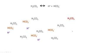 Chemical Buffering Systems bicarbonate buffer [upl. by Osnofedli10]