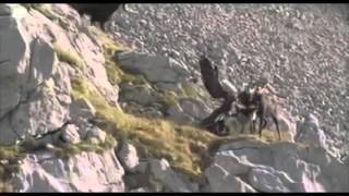 Golden Eagle vs Goat [upl. by Cartie]