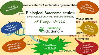 Biological Macromolecules Structures Functions and Directionality  AP Biology 15 [upl. by Ainesy]