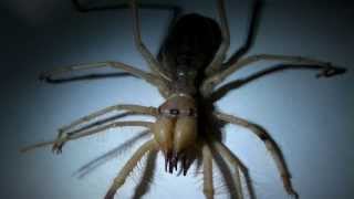 What is a Camel Spider Its not a spider or a scorpion [upl. by Eilyab567]