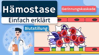 Primäre und sekundäre Hämostase Blutstillung  Blutgerinnung  Gerinnungskaskade einfach erklärt [upl. by Aelyak585]