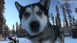 Iditarod Alaskan Husky [upl. by Allan]