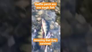 Redfin perch fishing [upl. by Oram]