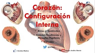 Anatomía  Configuración Interna del Corazón Atrios Ventrículos Válvulas Músculos Papilares [upl. by Birgit]