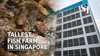 Tallest fish farm in Singapore to produce 2700 tonnes of fish a year by 2023 [upl. by Sophey405]