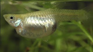 Why Do Mother Guppies Die  Causes and Solutions [upl. by Vinnie]