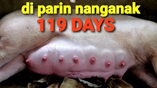 119 DAYS BUNTIS NA BABOY OVERDUE UPDATE tapos inject lutalyse inaantay nalng manganak [upl. by Rogergcam]