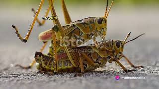 amazing facts about grasshoppers [upl. by Linnet877]