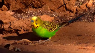 Australia Land of Parrots  Budgies in Nature [upl. by Nnyleuqcaj]