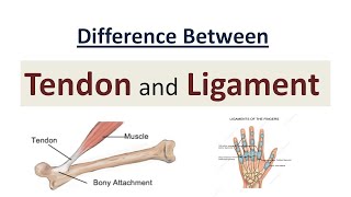 Difference Between Tendon and Ligament [upl. by Sofer]