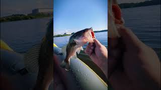 Can you catch bass in an inflatable kayak fishing bassfishing outdoors [upl. by Atiroc]