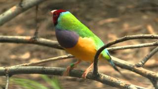 Redheaded Gouldian Finch Erythrura gouldiae or Chloebia gouldiae  Rotköpfige Gouldamadine [upl. by Eellah]