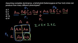 Tetrahybrid cross explained [upl. by Ludmilla]