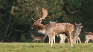 Fallow Deer Rutting Behaviour [upl. by Leirrad]