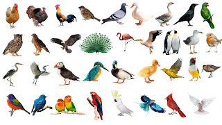 🐦 100 Birds Vocabulary  🦉 Birds Name In English with Pictures [upl. by Iras761]