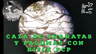 Caza de charatas y palomas con rifle pcp [upl. by Travers21]