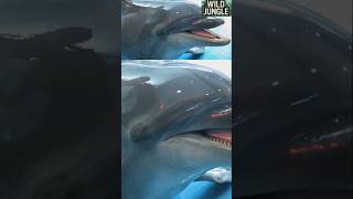 What Makes Dolphins the Smartest Animals in the Ocean [upl. by Drake485]