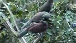 West Mexican Chachalaca Ortalis poliocephala preening [upl. by Gnilrets815]