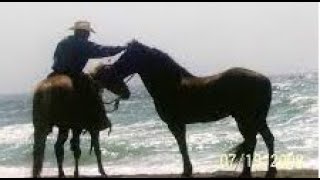 Mr Ts Last Day  How A Horse Went Down amp Never Got Back Up  Very Sad Video Grab A Tissue [upl. by Serafine652]