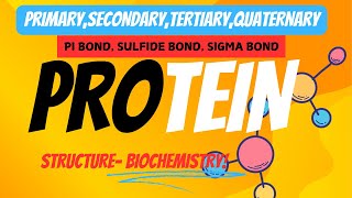 PROTEIN STRUCTURE PRIMARY SECONDARY TERTIARY QUATERNARY AND BONDS Biochemist cornerI MsBiochemist I [upl. by Malita671]