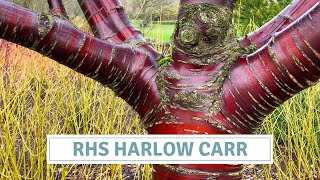 RHS Harlow Carr Garden Tour  Winter Interest Inspiration  All Season Garden Colour [upl. by Herminia]