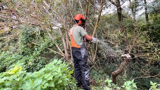 Pollarding an Overgrown Fallen Willow Tree [upl. by Kennet389]