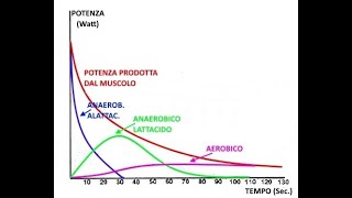 Il SISTEMA ANAEROBICO ALATTACIDO e LATTACIDO [upl. by Lou]