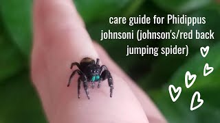 Phidippus johnsoni Care Guide Johnsons  Red Back Jumping Spider [upl. by Sonya]