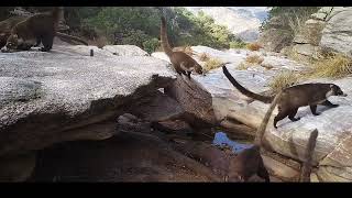 Coatis on the mountain [upl. by Retrak]