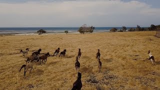 SUMBA  STAMPEDE WILD HORSES [upl. by Tannie]