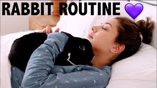 DAILY RABBIT ROUTINE  LIFE AS A PET YOUTUBER [upl. by Mayes]