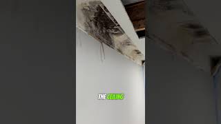 Another moldy home at a gated community in Holtsville NY longisland [upl. by Agle]