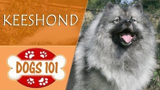 Dogs 101  KEESHOND  Top Dog Facts About the KEESHOND [upl. by Heddie]